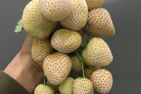 小花盆就养它,开花又结果,比鸡蛋还大! 小花盆就养它,开花又结果,比鸡蛋还大!