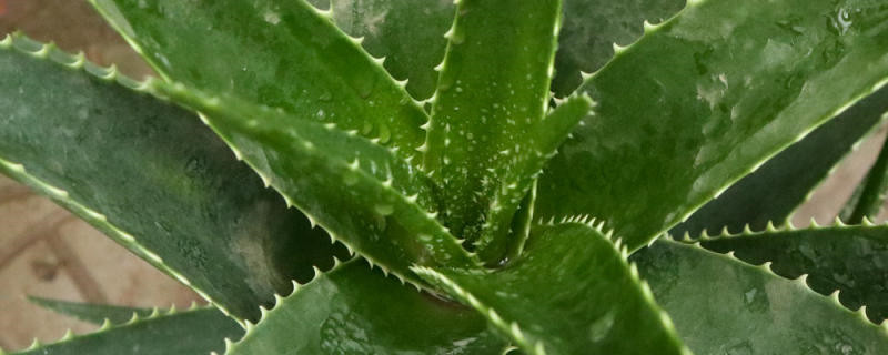 芦荟种植方法与管理 芦荟种植方法与管理