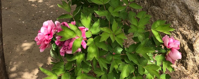 牡丹花的寓意 牡丹花的寓意