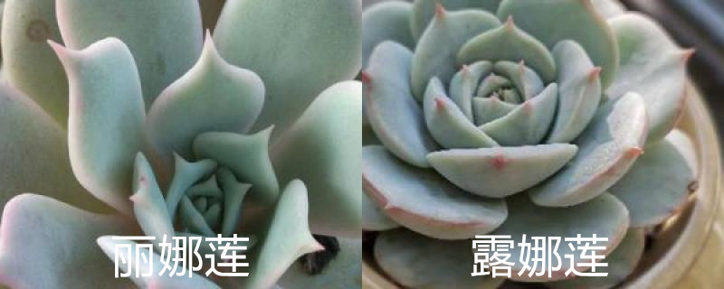丽娜莲和露娜莲有什么区别 丽娜莲和露娜莲有什么区别
