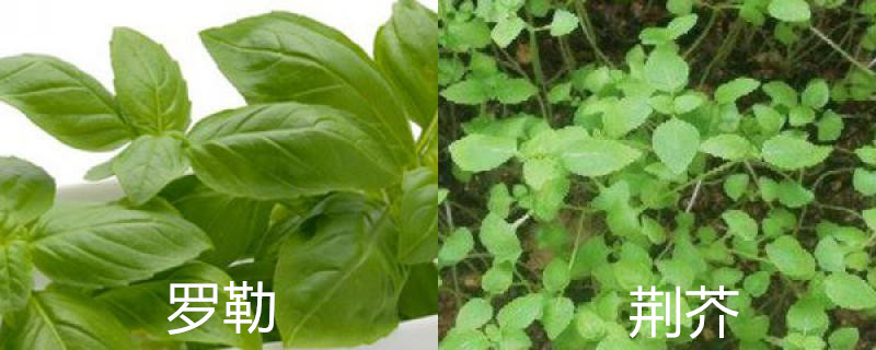 罗勒和荆芥的区别 罗勒和荆芥的区别