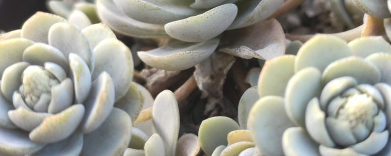 子持年华开花怎么办 子持年华开花怎么办