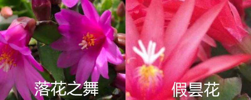 落花之舞和假昙花区别 落花之舞和假昙花区别
