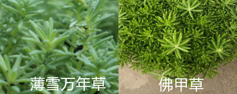 薄雪万年草和佛甲草区别