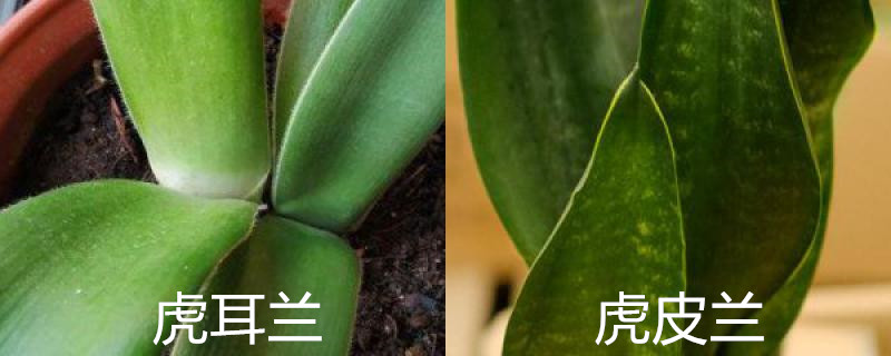 虎耳兰和虎皮兰区别 虎耳兰和虎皮兰区别