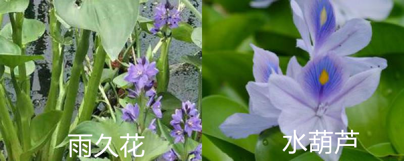 雨久花和水葫芦的区别 雨久花和水葫芦的区别