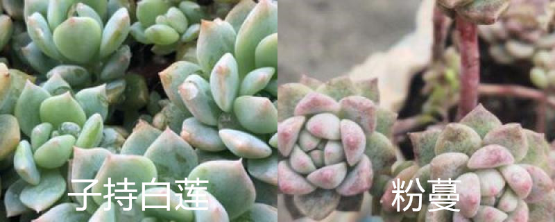 子持白莲和粉蔓的区别 子持白莲和粉蔓的区别