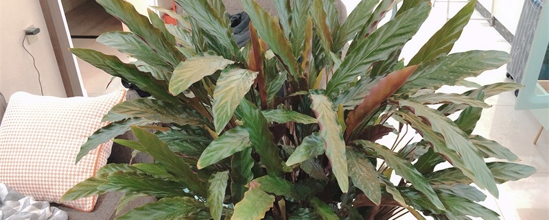 紫背竹芋叶子卷起来了 紫背竹芋叶子卷起来了