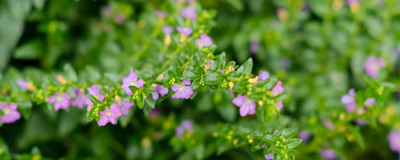 紫萼距花干枯怎么补救 紫萼距花干枯怎么补救