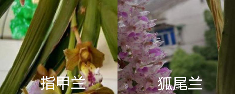 指甲兰和狐尾兰的区别 指甲兰和狐尾兰的区别