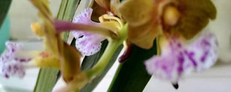 指甲兰花掉叶是咋回事? 指甲兰花掉叶是咋回事?