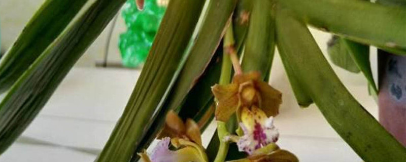 指甲兰花种植方法 指甲兰花种植方法