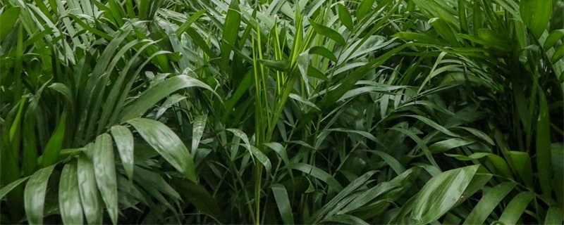 夏威夷椰子怎么养才茂盛 夏威夷椰子怎么养才茂盛