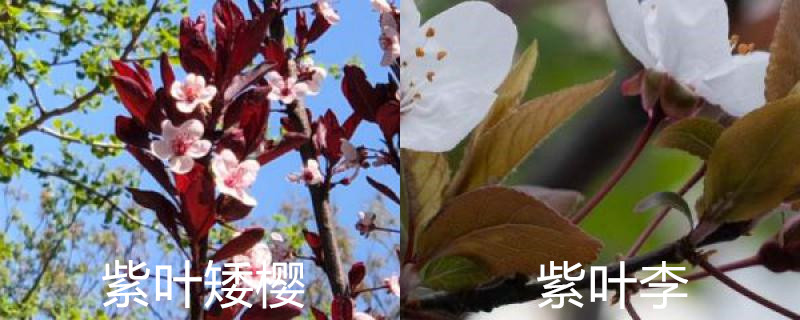 紫叶矮樱与紫叶李区别 紫叶矮樱与紫叶李区别