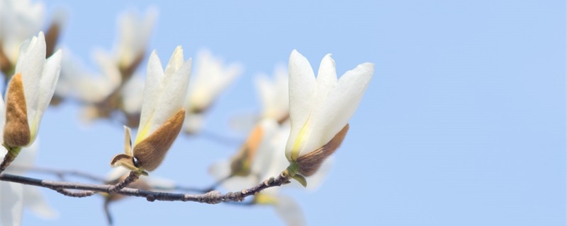 白兰花养殖方法
