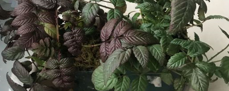 荼蘼花的花语和传说 荼蘼花的花语和传说