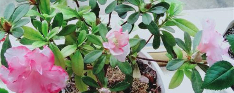 西洋鹃叶子发黄发黑掉落 西洋鹃叶子发黄发黑掉落