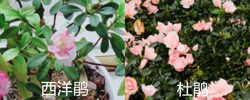 西洋鹃与杜鹃的区别 西洋鹃与杜鹃的区别