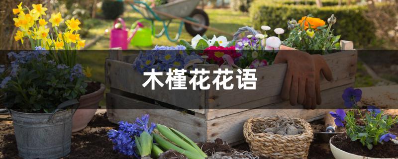 木槿花花语 木槿花花语