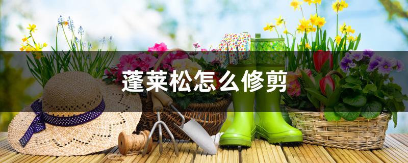 蓬莱松怎么修剪 蓬莱松怎么修剪