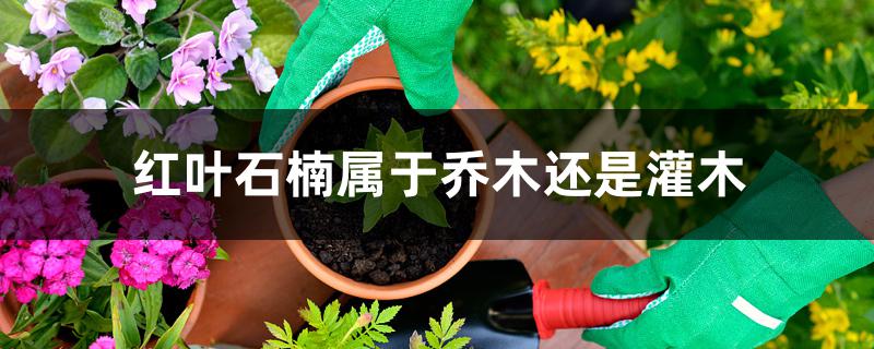 红叶石楠属于乔木还是灌木 红叶石楠属于乔木还是灌木