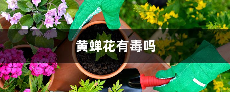 黄蝉花有毒吗 黄蝉花有毒吗