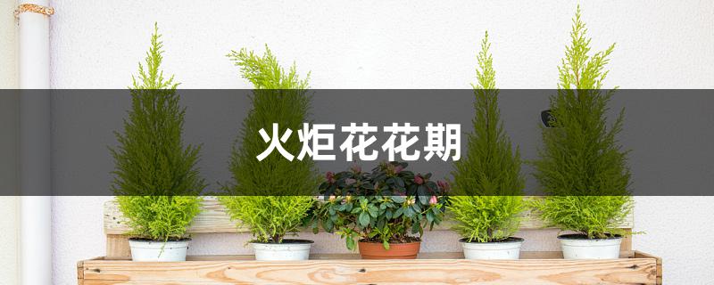 火炬花花期 火炬花花期