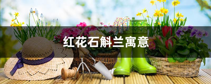 红花石斛兰寓意 红花石斛兰寓意