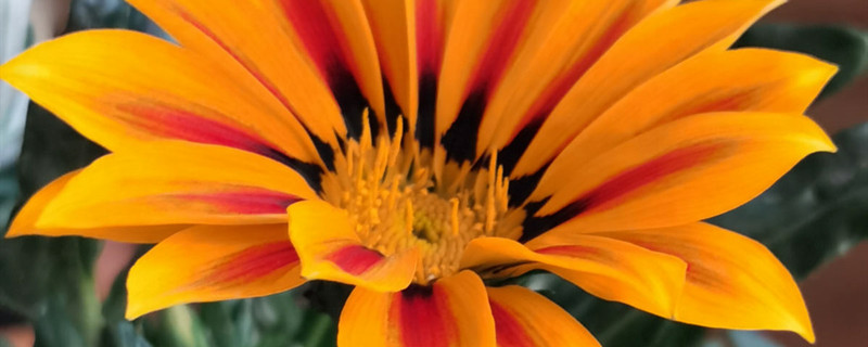 勋章花怎么种 勋章花怎么种