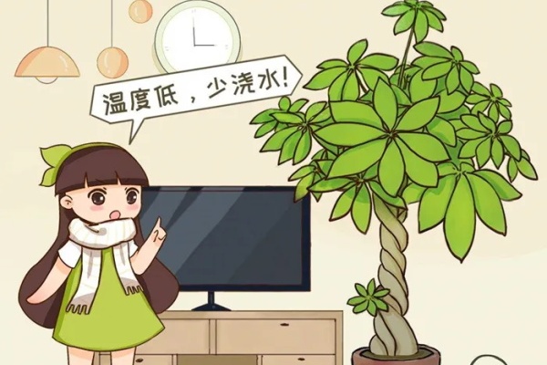 降温了,9种花最怕冷,赶快搬进屋! 降温了,9种花最怕冷,赶快搬进屋!
