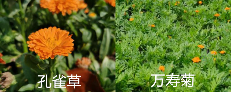 孔雀草和万寿菊区别 孔雀草和万寿菊区别