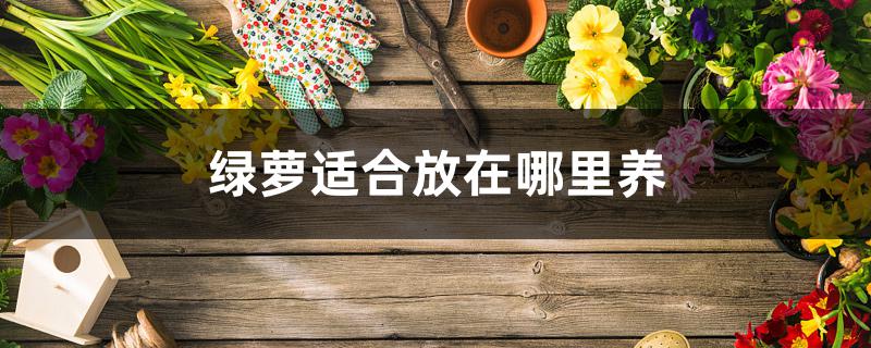 绿萝适合放在哪里养 绿萝适合放在哪里养