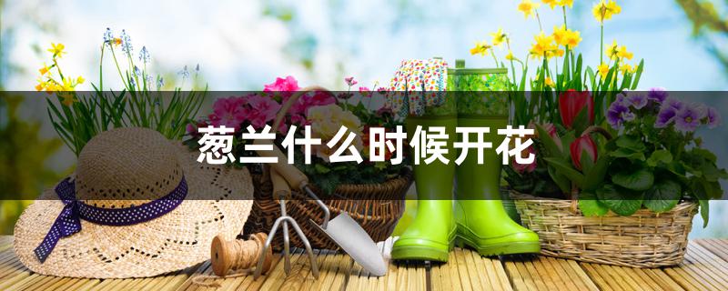 葱兰什么时候开花 葱兰什么时候开花