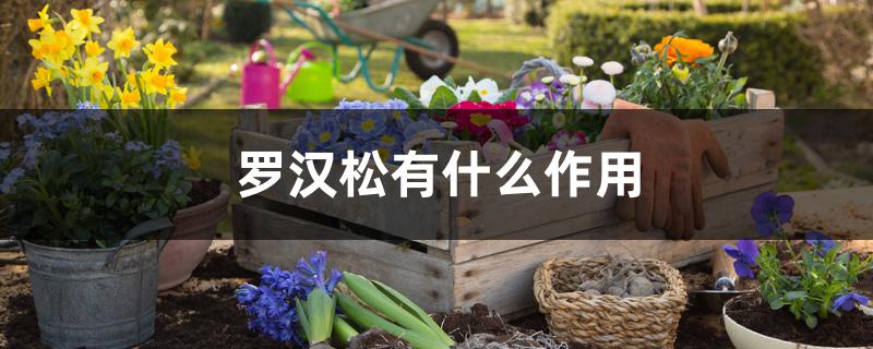 罗汉松有什么作用 罗汉松有什么作用