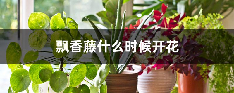飘香藤什么时候开花 飘香藤什么时候开花