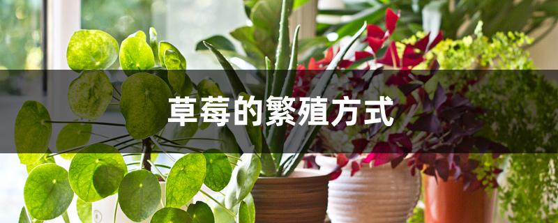 草莓的繁殖方式 草莓的繁殖方式