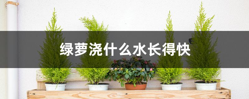绿萝浇什么水长得快 绿萝浇什么水长得快