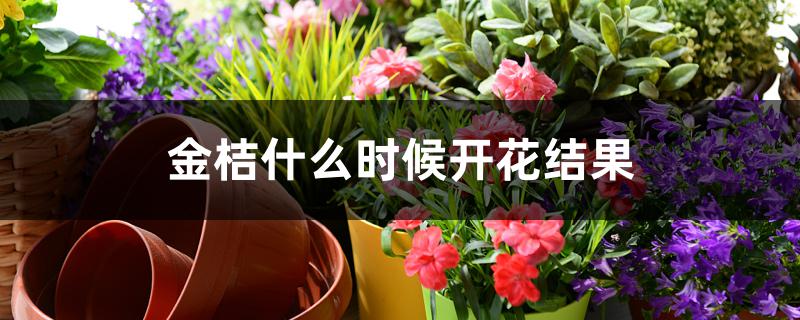 金桔什么时候开花结果 金桔什么时候开花结果