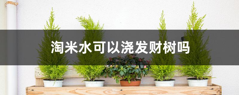 淘米水可以浇发财树吗 淘米水可以浇发财树吗