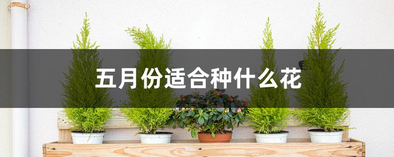 五月份适合种什么花