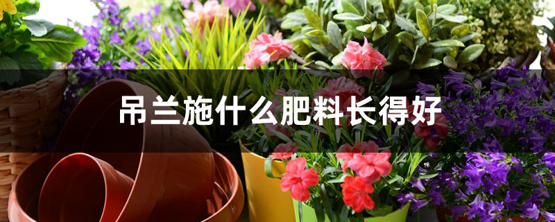 吊兰施什么肥料长得好 吊兰施什么肥料长得好