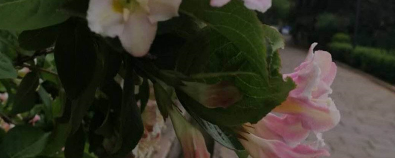 锦带花花语和寓意 锦带花花语和寓意