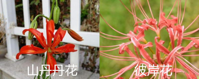 山丹丹花和彼岸花的区别 山丹丹花和彼岸花的区别