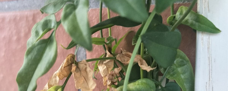 毛茉莉养殖方法 毛茉莉养殖方法