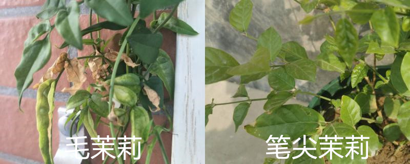 毛茉莉与笔尖茉莉区别 毛茉莉与笔尖茉莉区别