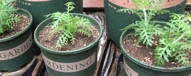 羽叶薰衣草怎么繁殖 羽叶薰衣草怎么繁殖