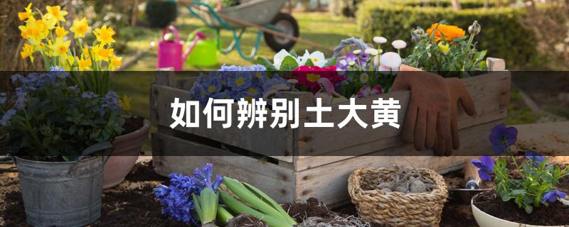 如何辨别土大黄 如何辨别土大黄