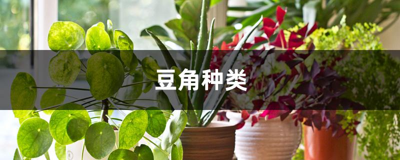 豆角种类 豆角种类