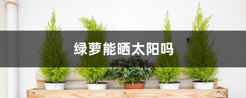 绿萝能晒太阳吗 绿萝能晒太阳吗