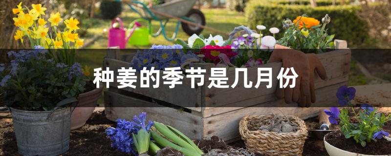 种姜的季节是几月份 种姜的季节是几月份